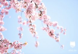 Frühlingsaktion